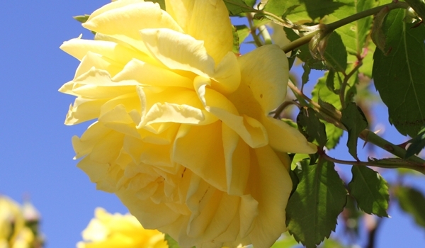 Yellow Rose