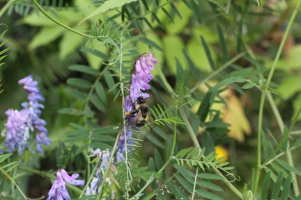 Flower & Bee